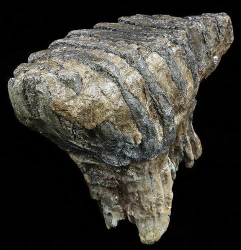 Woolly Mammoth Lower Jaw M Molar - North Sea #57807